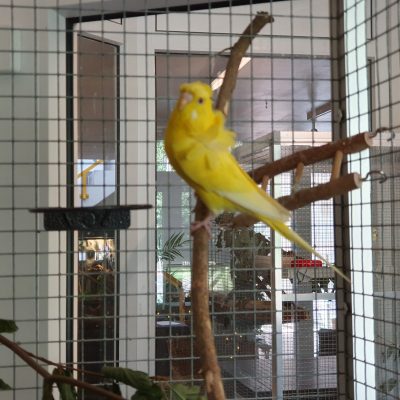 Tweety