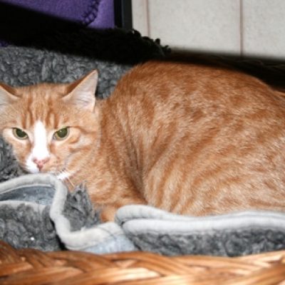 A00fc2411062cccde9c7962ab961e135