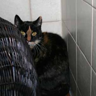 A801120ba3c46aa176f1cba39cc4c41e