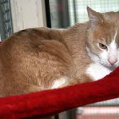 A9b9f78a0d596b7812f2049a1fc218d3