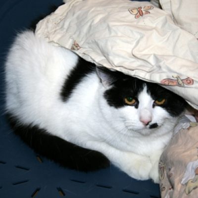 Ab62275605c41a191b9e46f582304ada