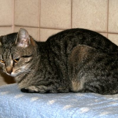 Ae4bbf432d7a347a7d7b6f051b071f94