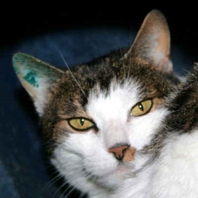 B17c53c18ff7ca8e1552342fd3800fee