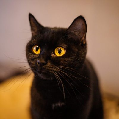 B2a389bb3753f919ed8fbf5669864aad