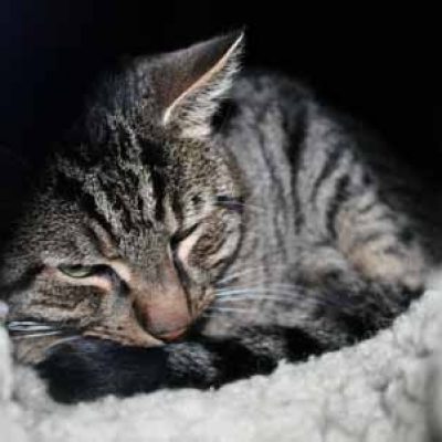 B2ed404cd66d00ae6bf0e3c40c635b81