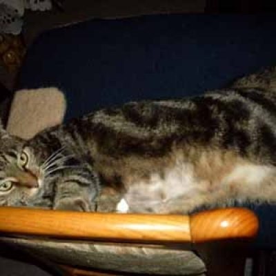 Ba7071c0fd7786ec7342034042359ffe