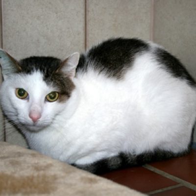 D1092dcb6158c3fcc8ced99bb0c7f775