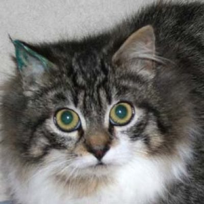 D2071b60238b7f74c1203042be7b40e6