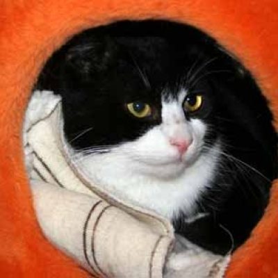 D47300311cae084d6efc47adaeb5f6f5