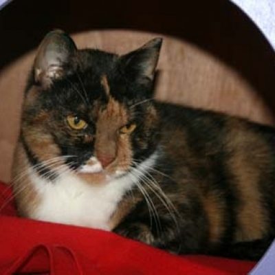 Ddd4f5387b832a49ed7bb72724700158