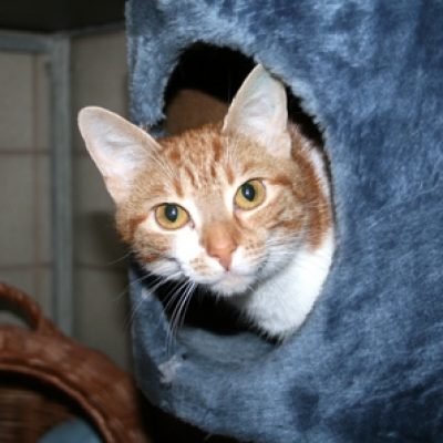 Dfa9650c98032a5e3fe09ff138cbc0c1