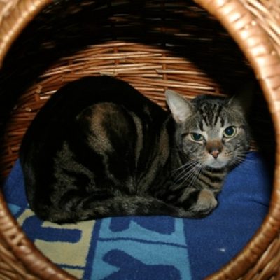 E45ccd1c0bf45be3d998a64c82246c0e