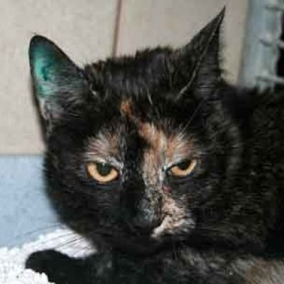 E520593e773260ae27abfdea1303b67a