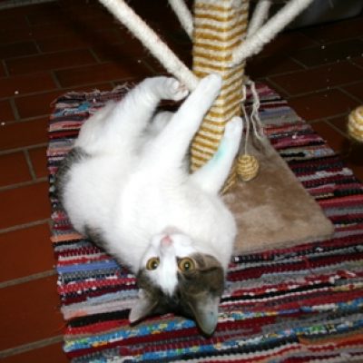 F7c6b266b48b52b888acd15686984fae