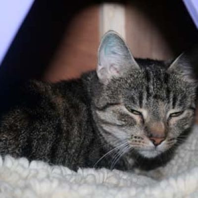 Fc5d9d8578a06f6d4c69c78df34d3f3a